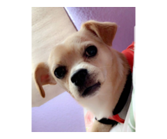 4 PLAYFUL CHEAGLE PUPPIES FOR SALE