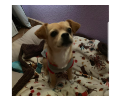 4 PLAYFUL CHEAGLE PUPPIES FOR SALE