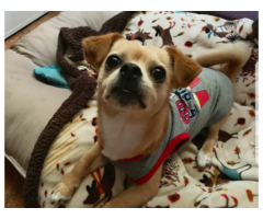 4 PLAYFUL CHEAGLE PUPPIES FOR SALE