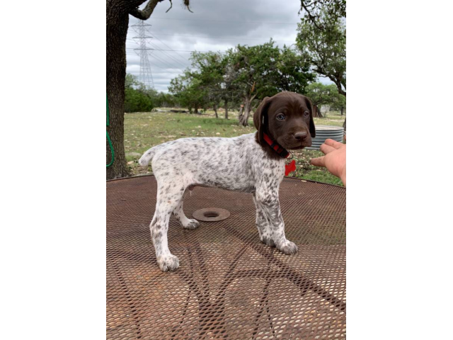 9 German Shorthaired Pointer Puppies for Sale