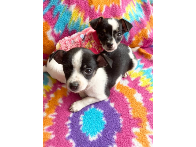 2 purebred micro Chihuahua puppies for salesman