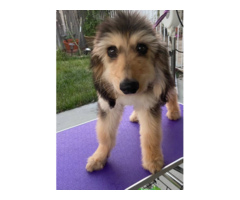 Male Afghan hound Puppies for sale