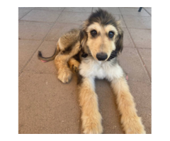Male Afghan hound Puppies for sale