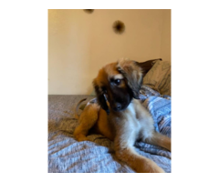 Male Afghan hound Puppies for sale