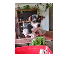 Chihuahua puppies 3 white and 1 black