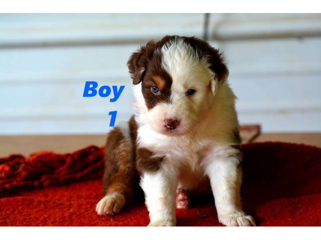 5 Red Aussie Shepherd Puppies Up for Adoption