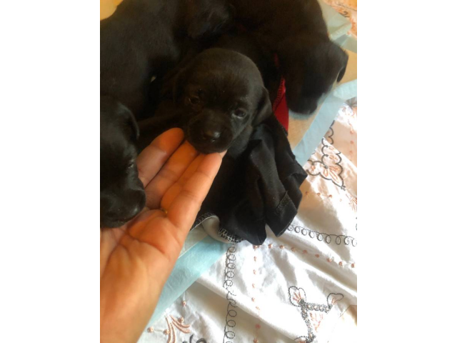 Toy Chihuahua puppies looking for forever homes