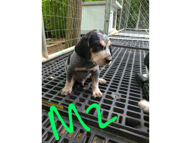 4 English coonhound puppies available