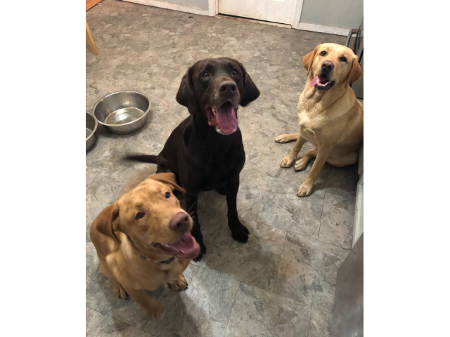 Yellow and black AKC Lab puppies for sale