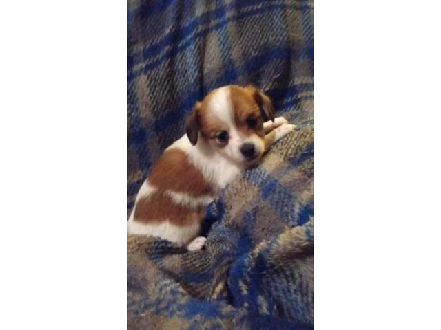 Adorable papillon/daschund mix puppies for sale