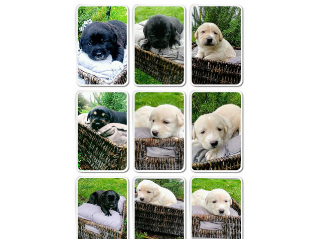 Pyradors pyrnesse lab hybrid