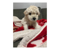 Cream colored Miniature Poodle puppy