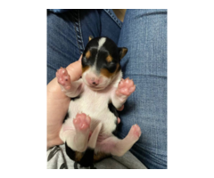 3 Purebreed small dachshunds puppies for sale