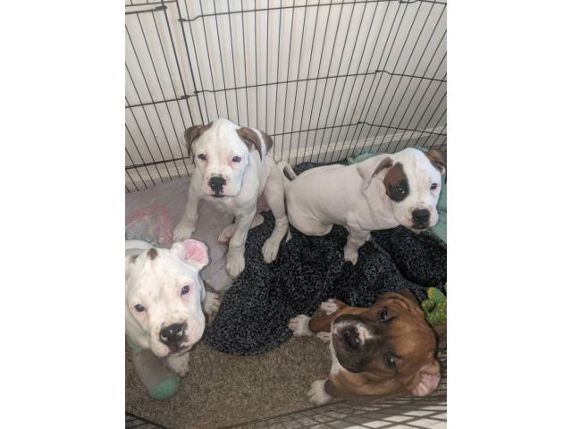 Purebred male boxer puppies for sale