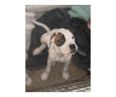 Purebred male boxer puppies for sale