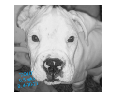 Purebred male boxer puppies for sale