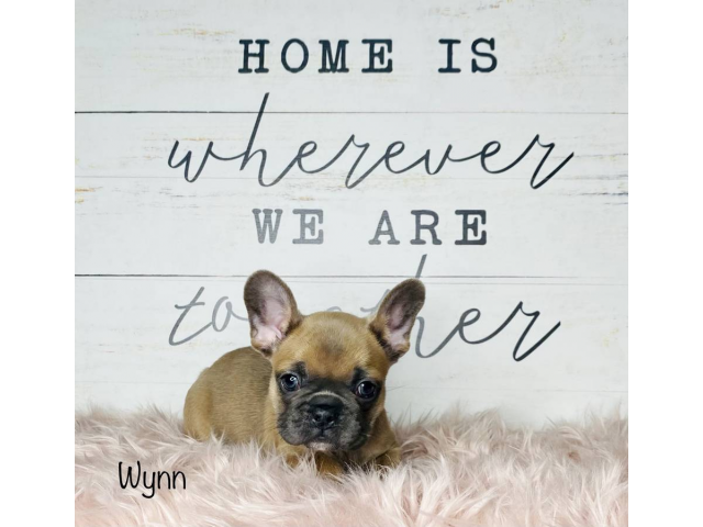 8 week-old Blue French Bulldog puppies for sale