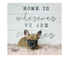 8 week-old Blue French Bulldog puppies for sale