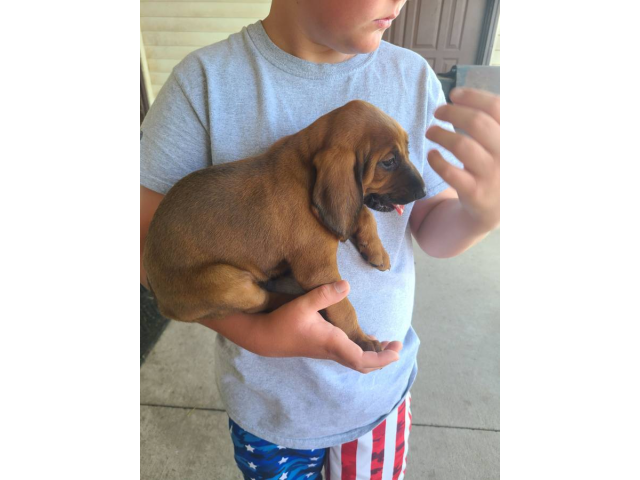 4 Coonhound puppies available