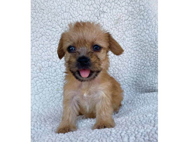 2 Morkie puppies for sale