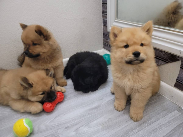 5 males chow chow puppies for sale