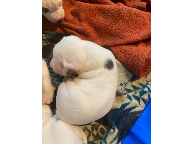 3 Bullypit puppies for sale