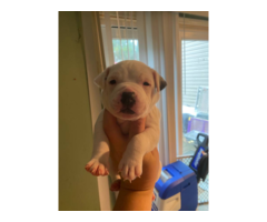 3 Bullypit puppies for sale