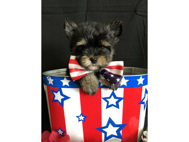 Teacup Yorkie Male, AKC