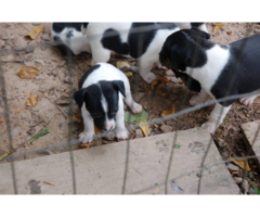 Full blooded Rat Terrier Puppies for Sale
