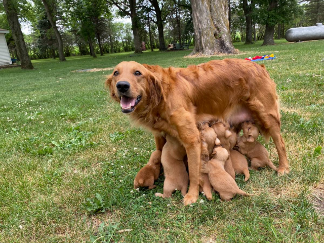 Beautiful Golden retriever puppies for sale