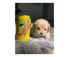 Tiny Shiranian puppy for sale