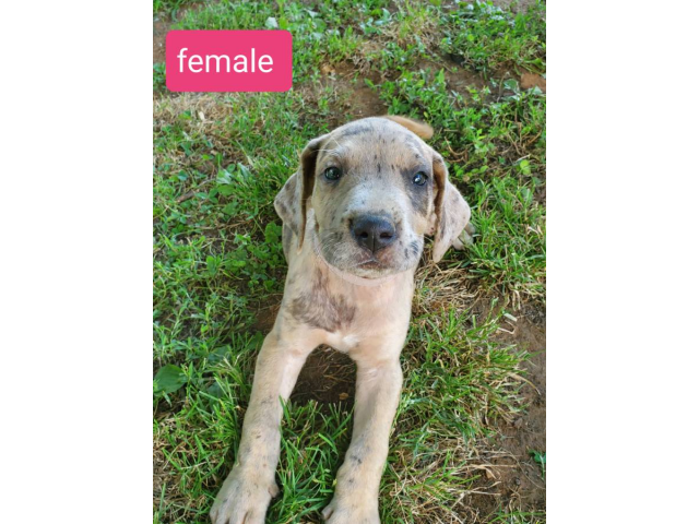 8 Adorable Great Dane puppies available