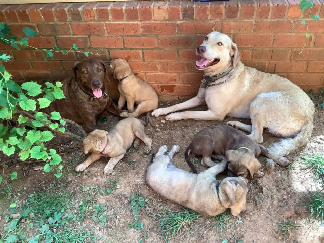 Purebred Chesapeake Bay Retriever puppies for sale