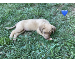 Purebred Chesapeake Bay Retriever puppies for sale