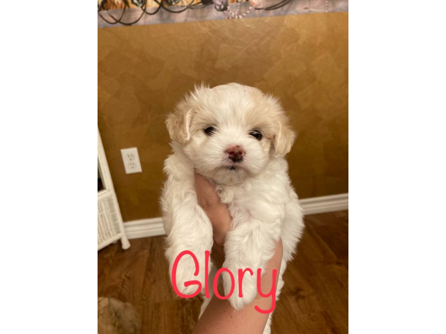 3 Morkie Puppies for Sale