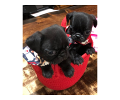 Black male Pug puppies needing good homes