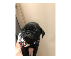 Black male Pug puppies needing good homes