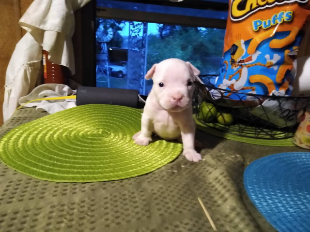 Female American bully puppies available