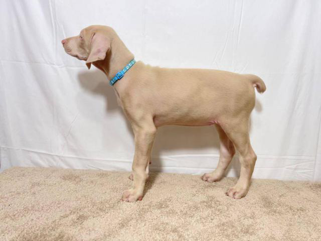 Full AKC white Doberman Pinscher puppies for sale