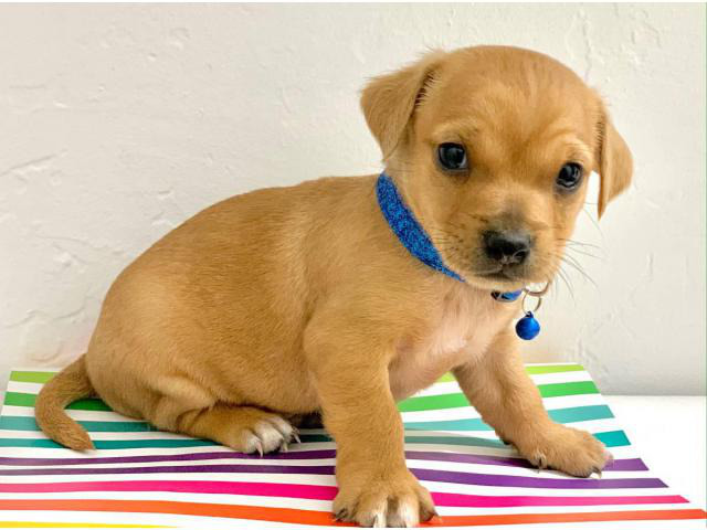 3 Chiweenie puppies for adoption