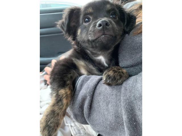 Papillon Chiweenie mix puppy for sale