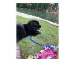 Chow chow male puppy looking for a new home