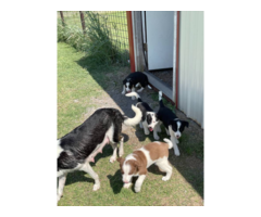 8 weeks old Border Collie puppies
