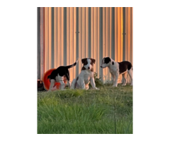 8 weeks old Border Collie puppies