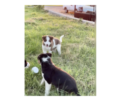 8 weeks old Border Collie puppies