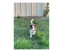 8 weeks old Border Collie puppies