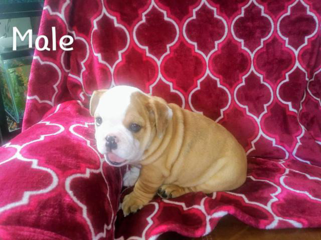 9 weeks old AKC English bulldog puppies for sale