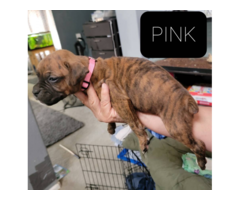 4 Boxer puppies available now