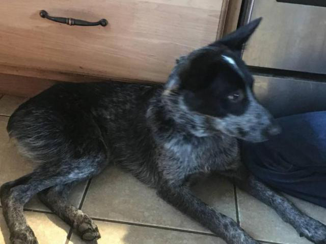 blue heeler puppies for sale