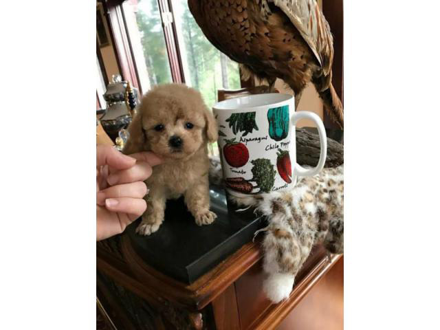 Tea Cup Poodle